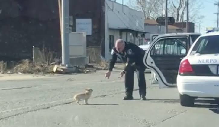 警察のお世話になる動物画像ください