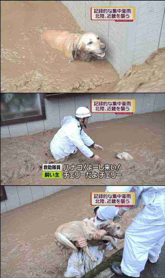 警察のお世話になる動物画像ください