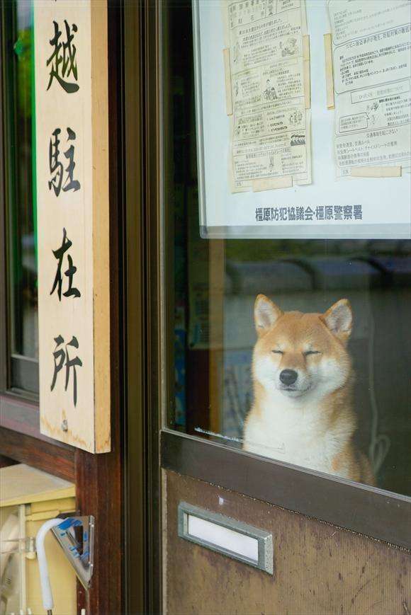 警察のお世話になる動物画像ください