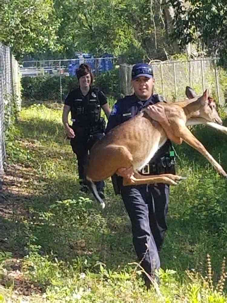 警察のお世話になる動物画像ください
