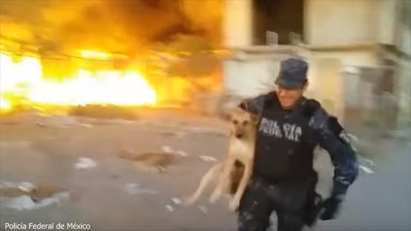 警察のお世話になる動物画像ください