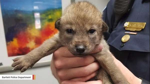 警察のお世話になる動物画像ください