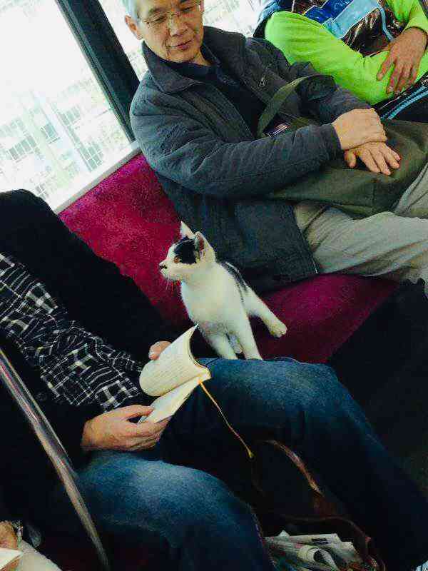 警察のお世話になる動物画像ください