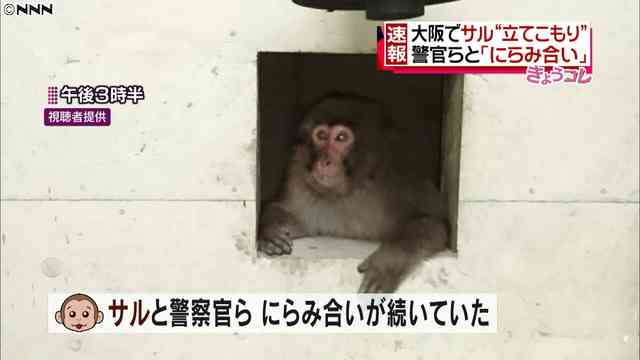 警察のお世話になる動物画像ください
