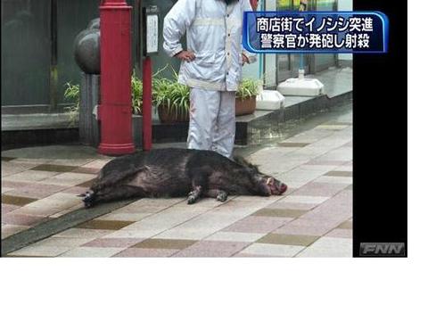 警察のお世話になる動物画像ください