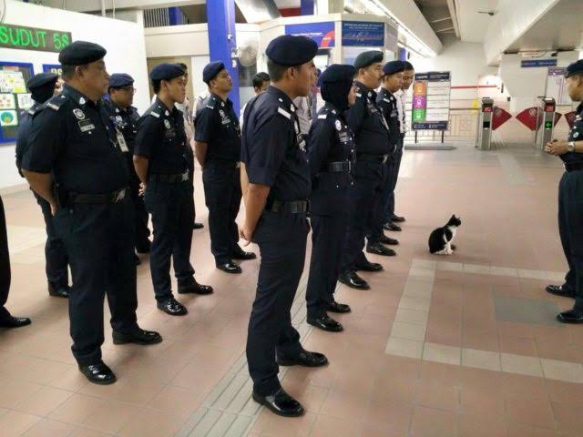 警察のお世話になる動物画像ください