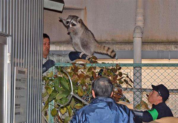 警察のお世話になる動物画像ください