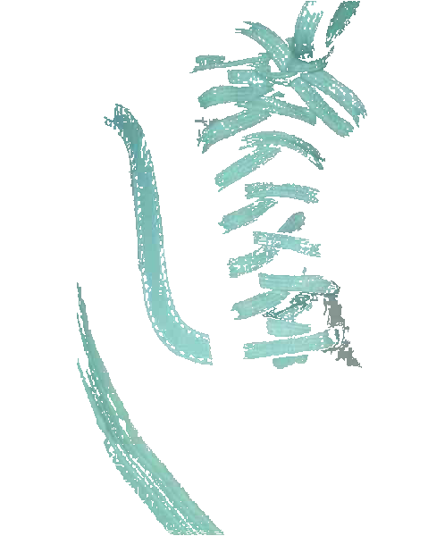 目の錯覚画像が見たい