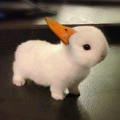 目の錯覚画像が見たい
