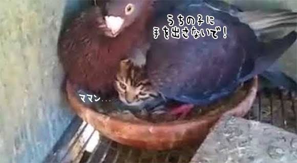 ビーグル犬が2匹の子ネコのママ代わり 授乳まで(英)