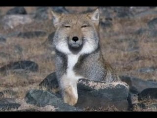 愛子さま 学習院の国際系学部に進学か、学内では志望者急増