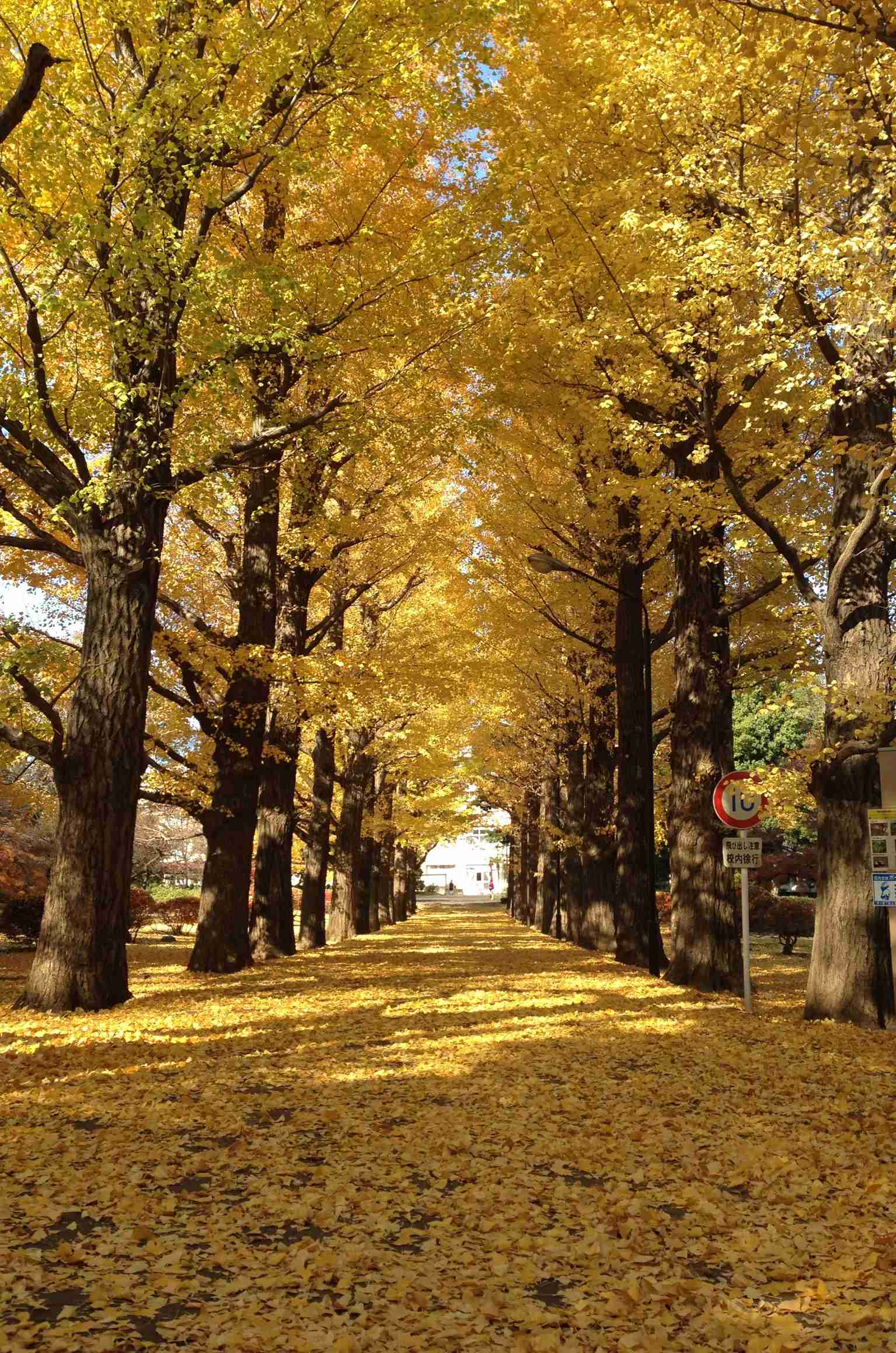 あなたが好きな、東京の街や場所♪