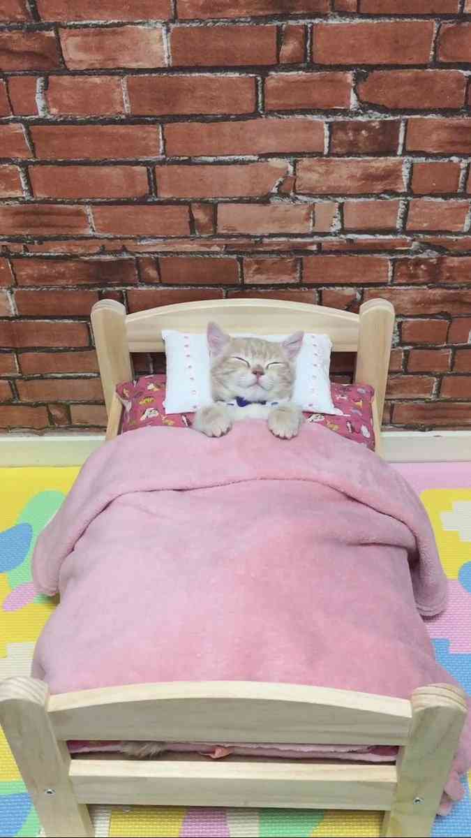【猫】お気に入りの寝場所