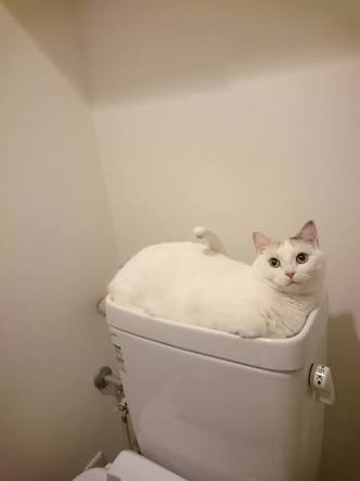 【猫】お気に入りの寝場所
