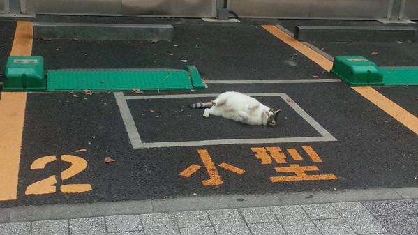 【猫】お気に入りの寝場所
