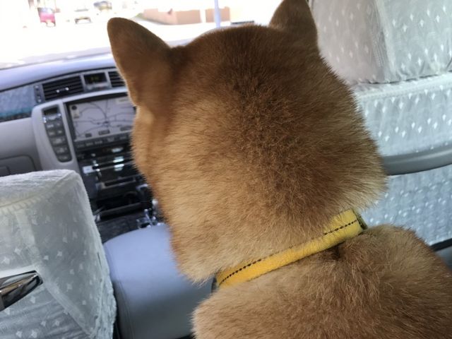 タクシーで自宅の住所全部言いますか？