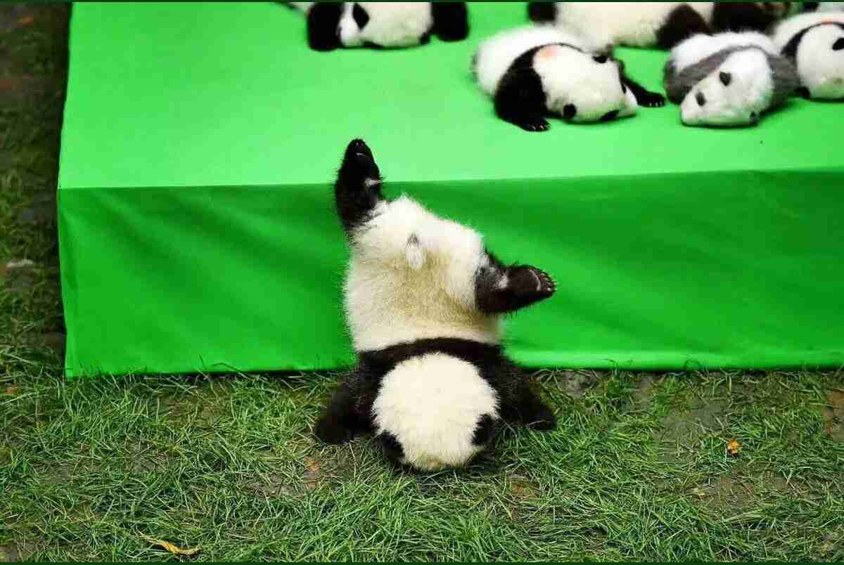 笑撃を受けた画像トピ