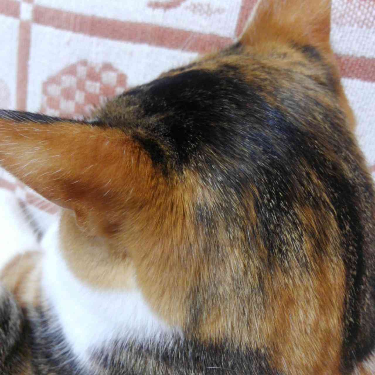 動物の後頭部トピ パート2