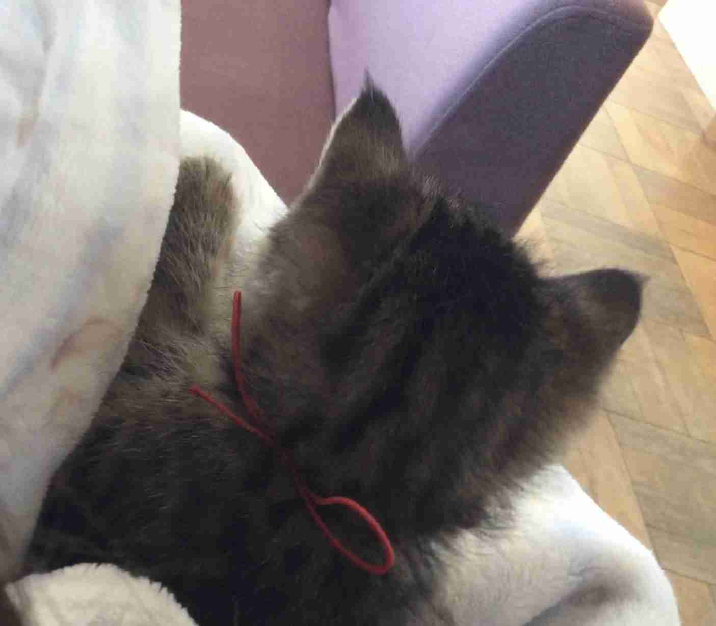 動物の後頭部トピ パート2