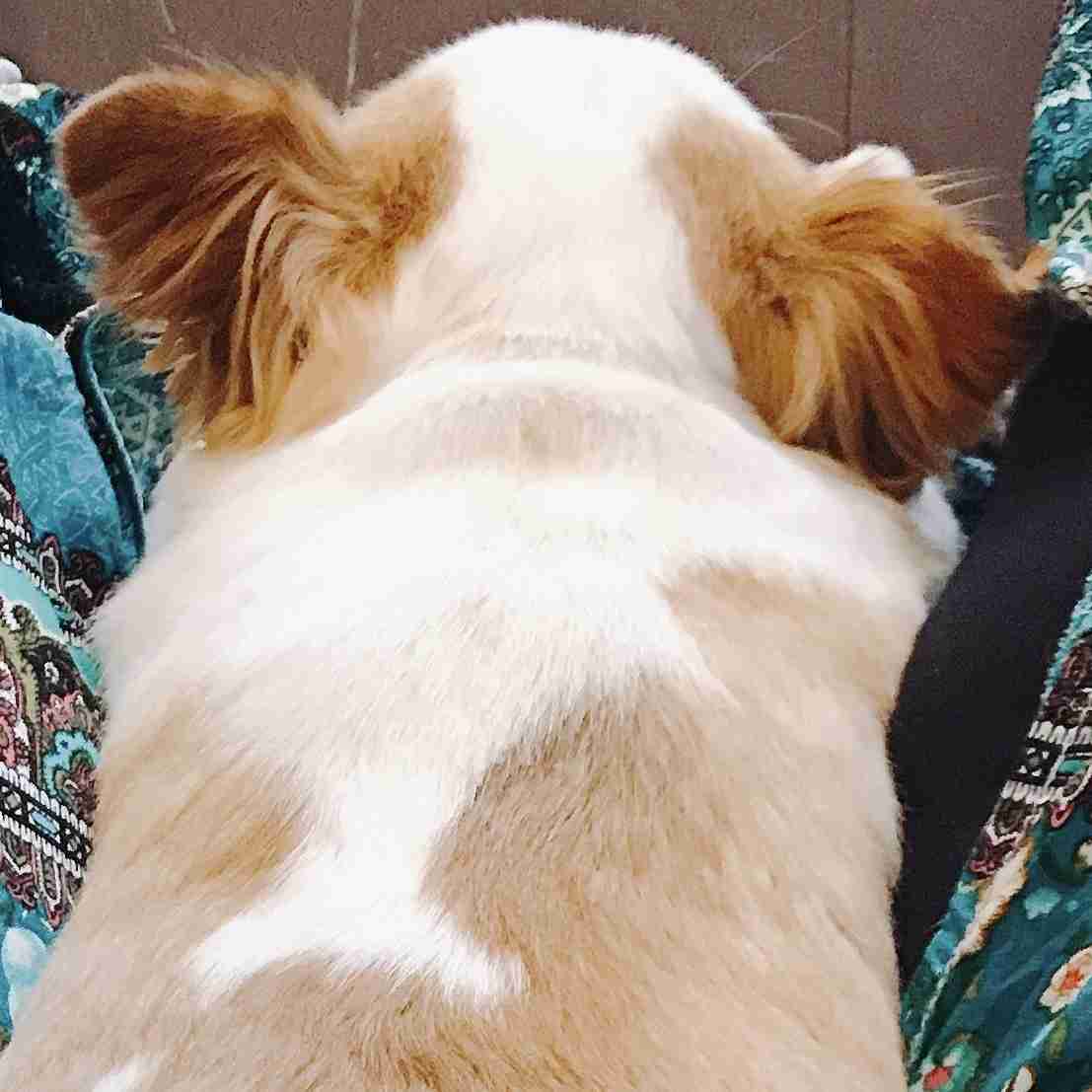 動物の後頭部トピ パート2