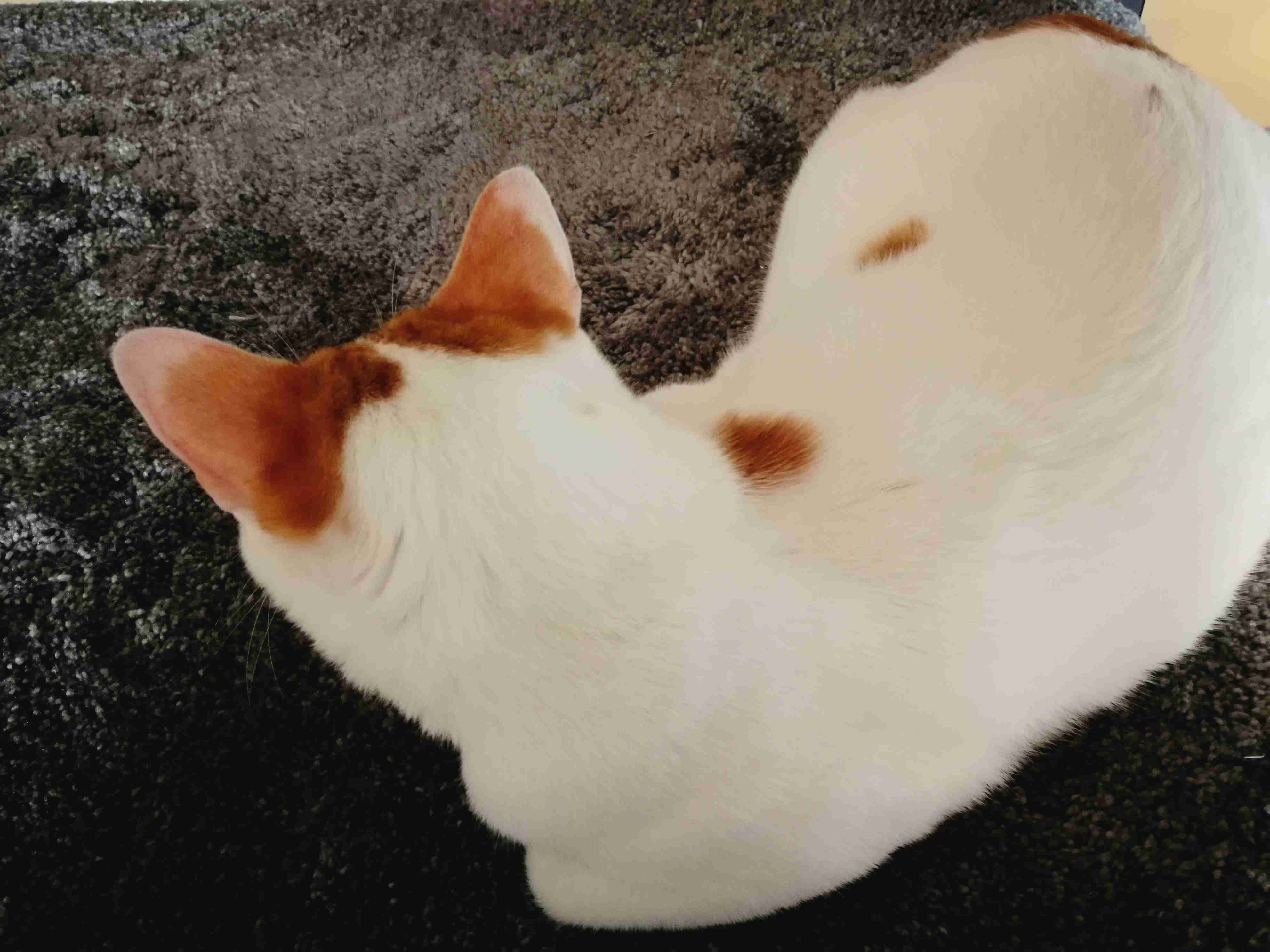 動物の後頭部トピ パート2
