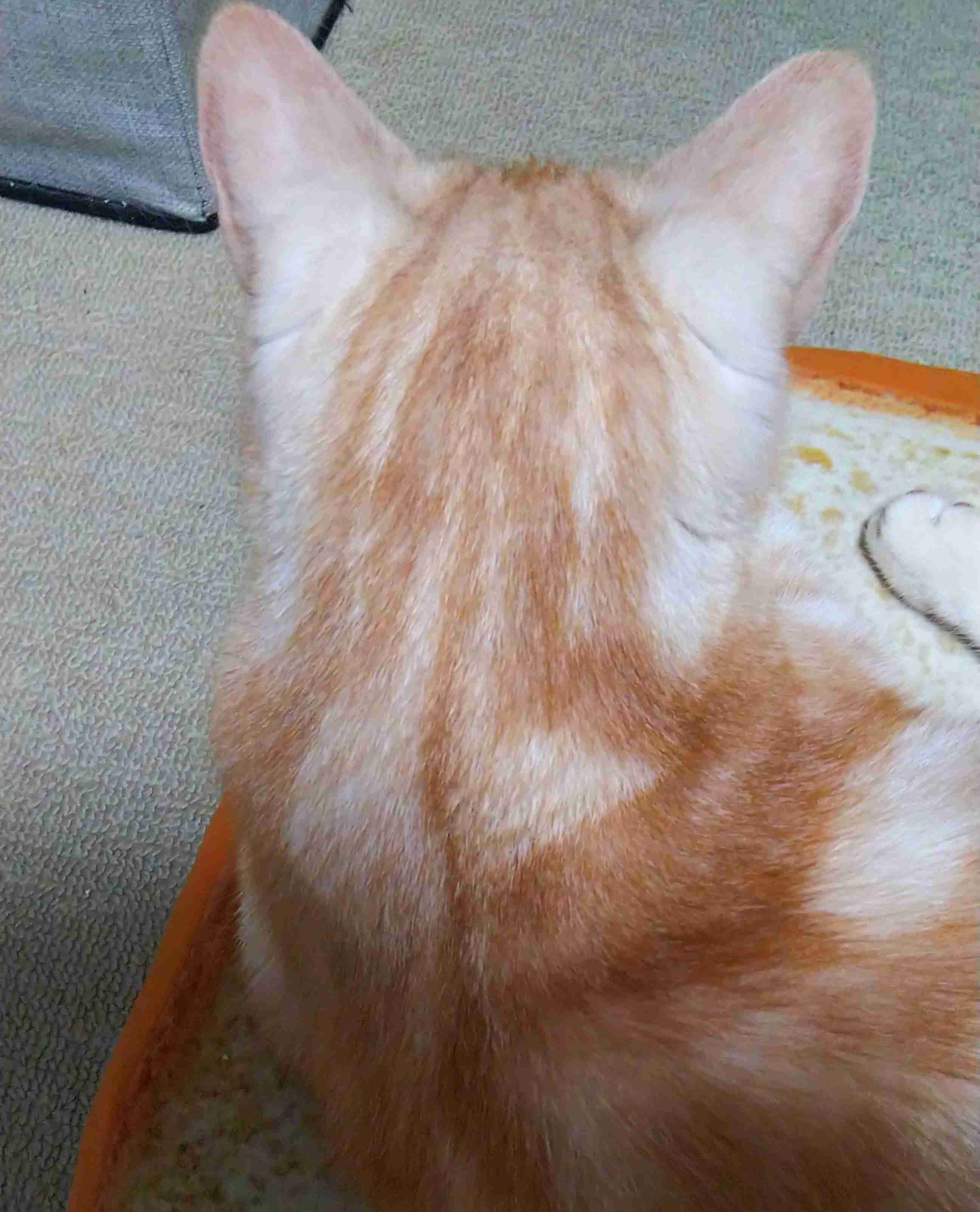 動物の後頭部トピ パート2
