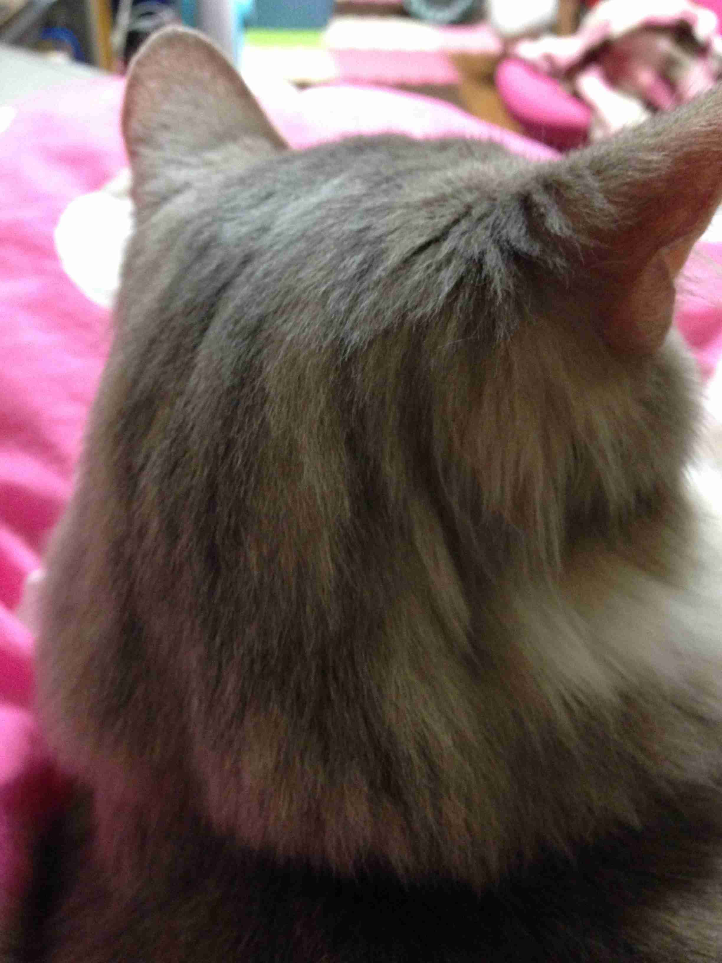 動物の後頭部トピ パート2