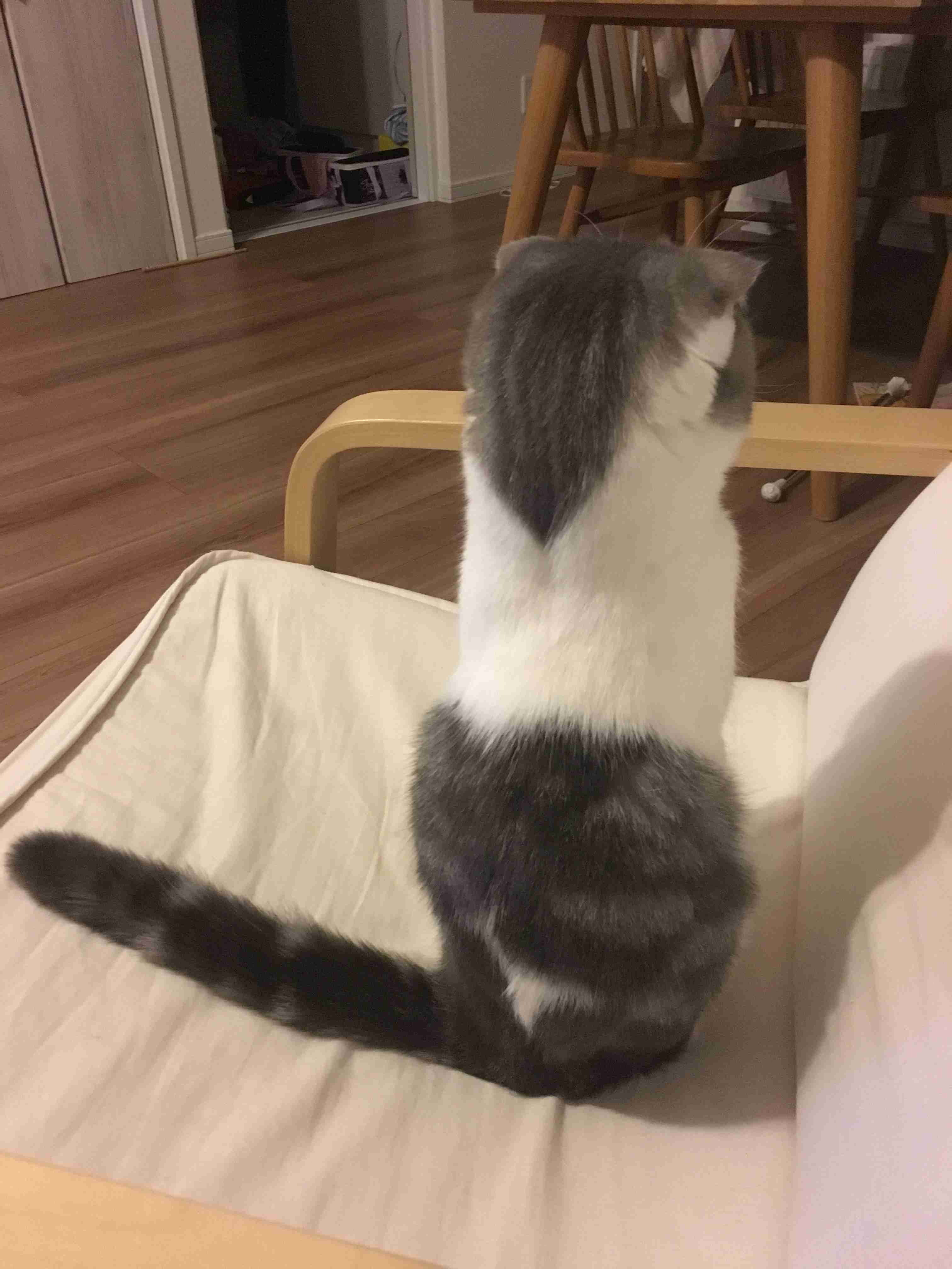 動物の後頭部トピ パート2