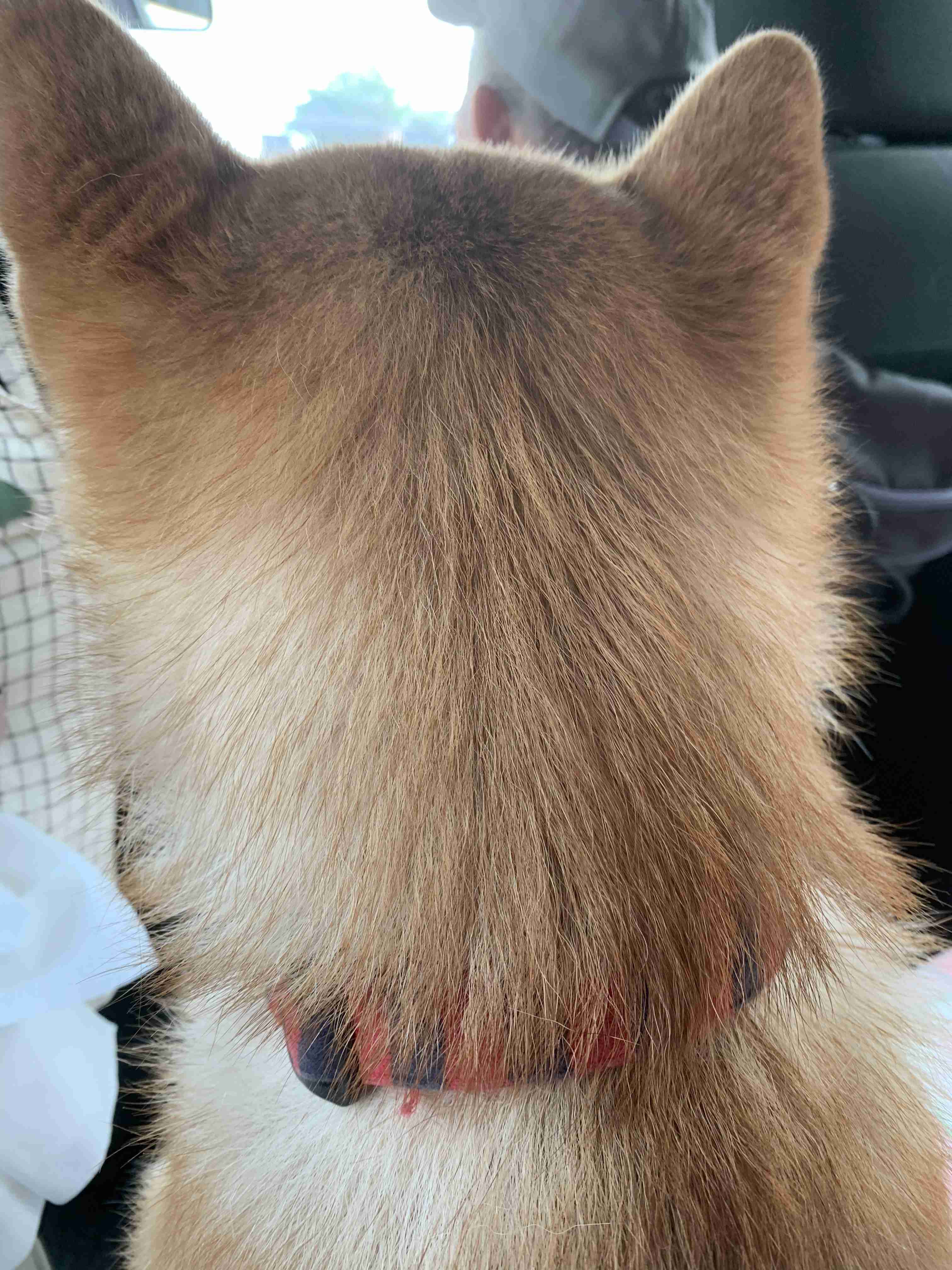 動物の後頭部トピ パート2