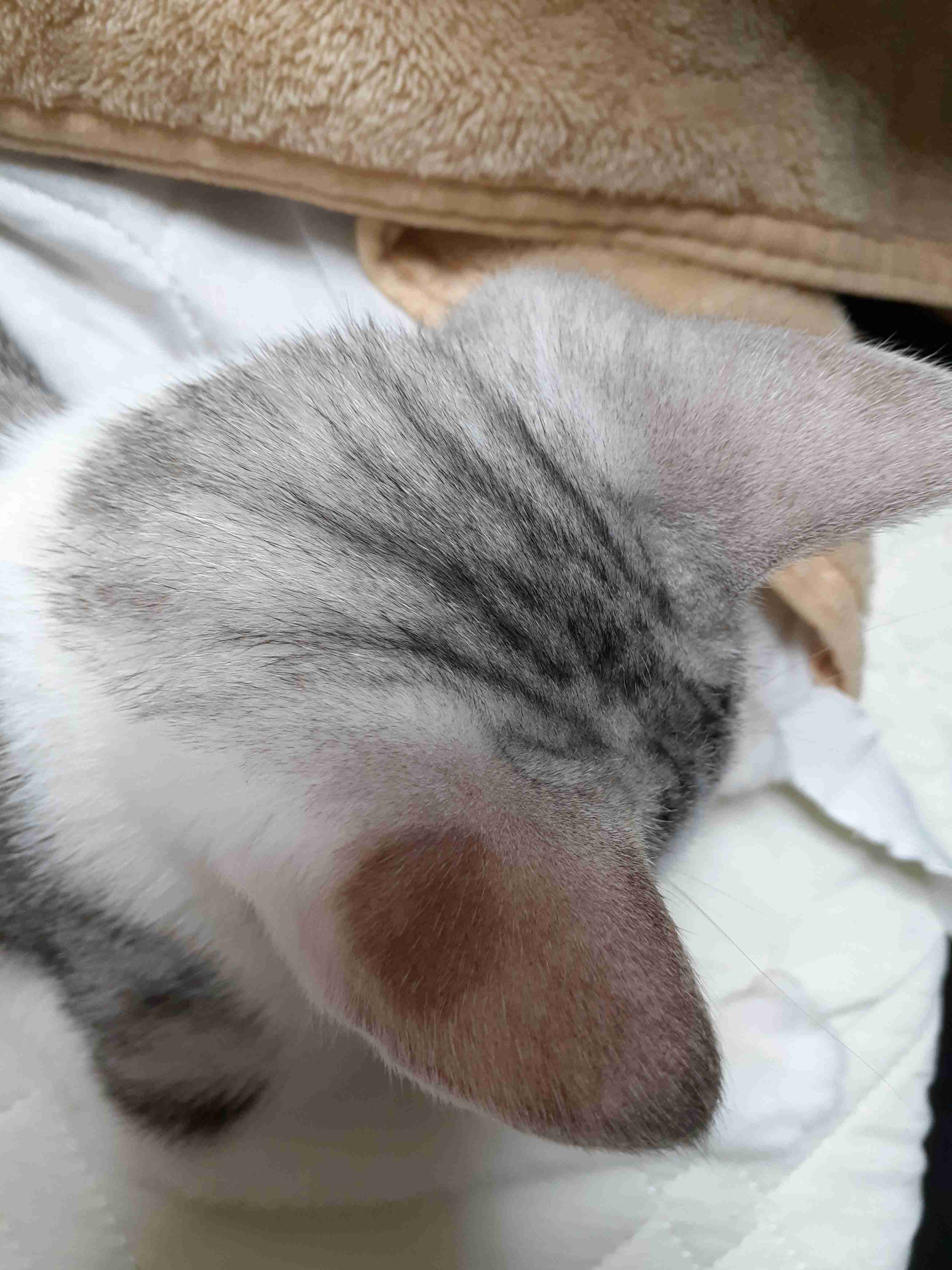 動物の後頭部トピ パート2