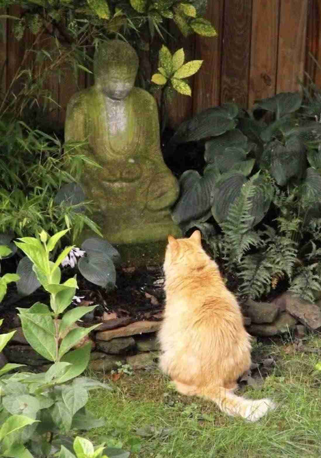 動物の後頭部トピ パート2