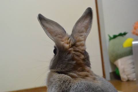 動物の後頭部トピ パート2