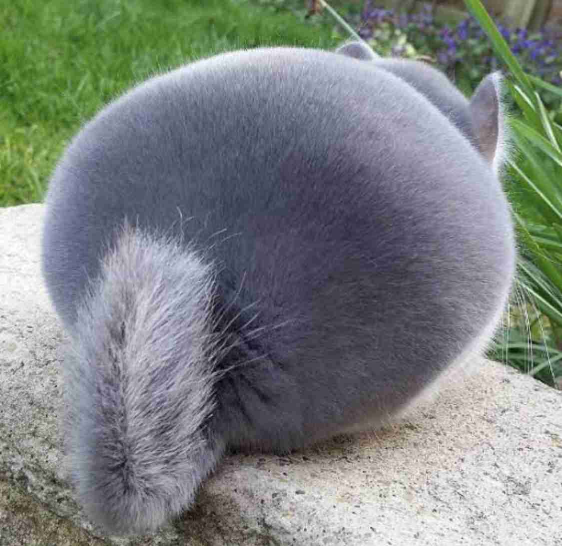 動物の後頭部トピ パート2