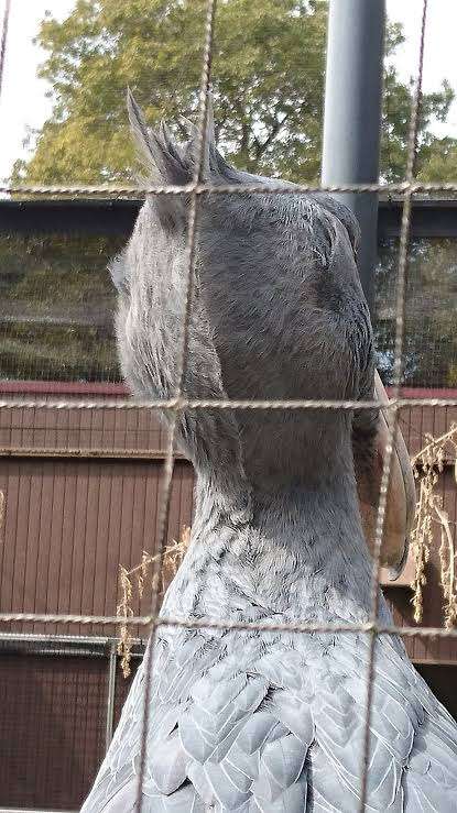 動物の後頭部トピ パート2