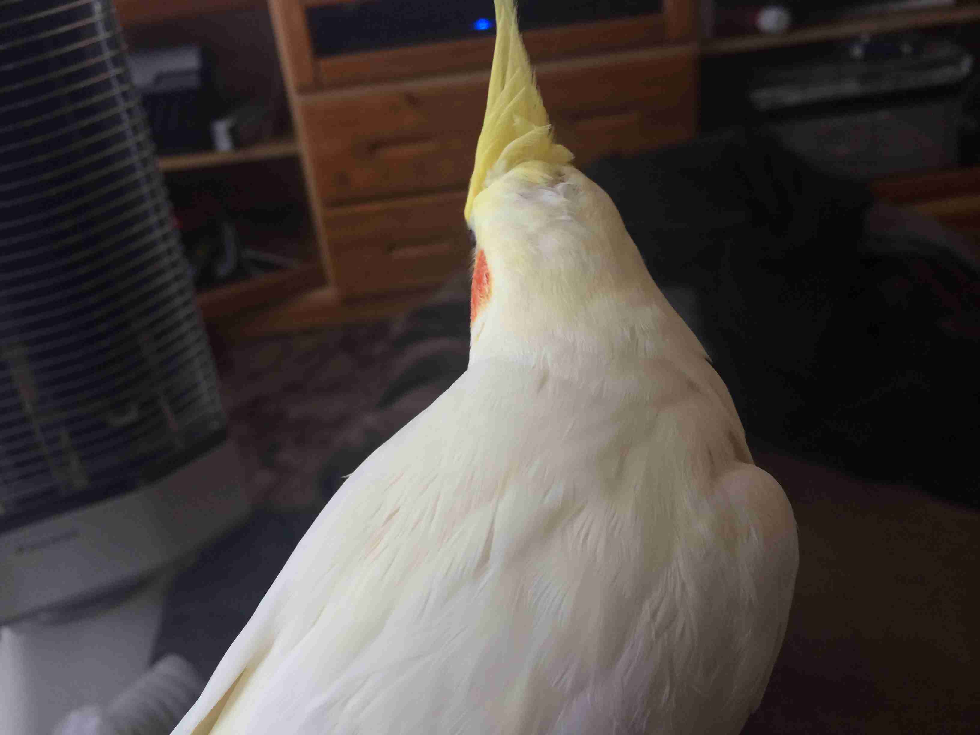 動物の後頭部トピ パート2