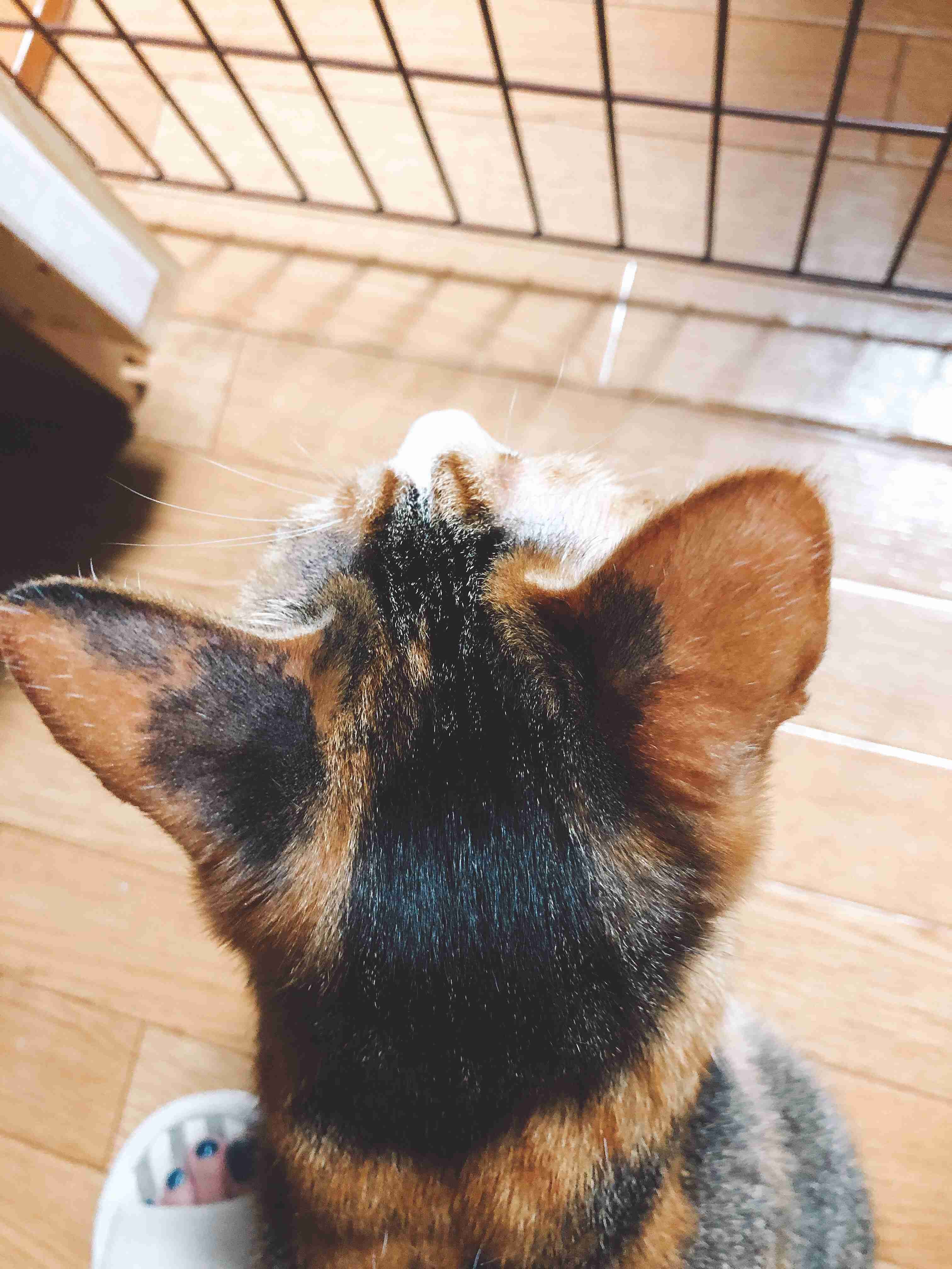 動物の後頭部トピ パート2