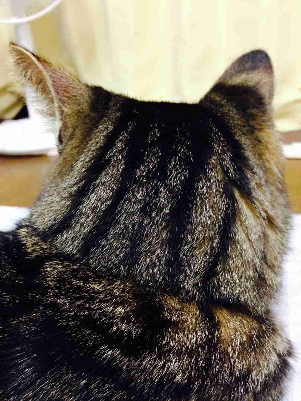 動物の後頭部トピ パート2