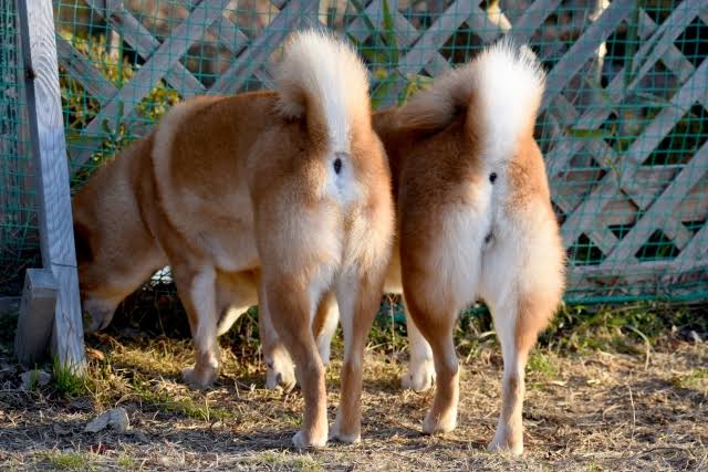 動物の後頭部トピ パート2