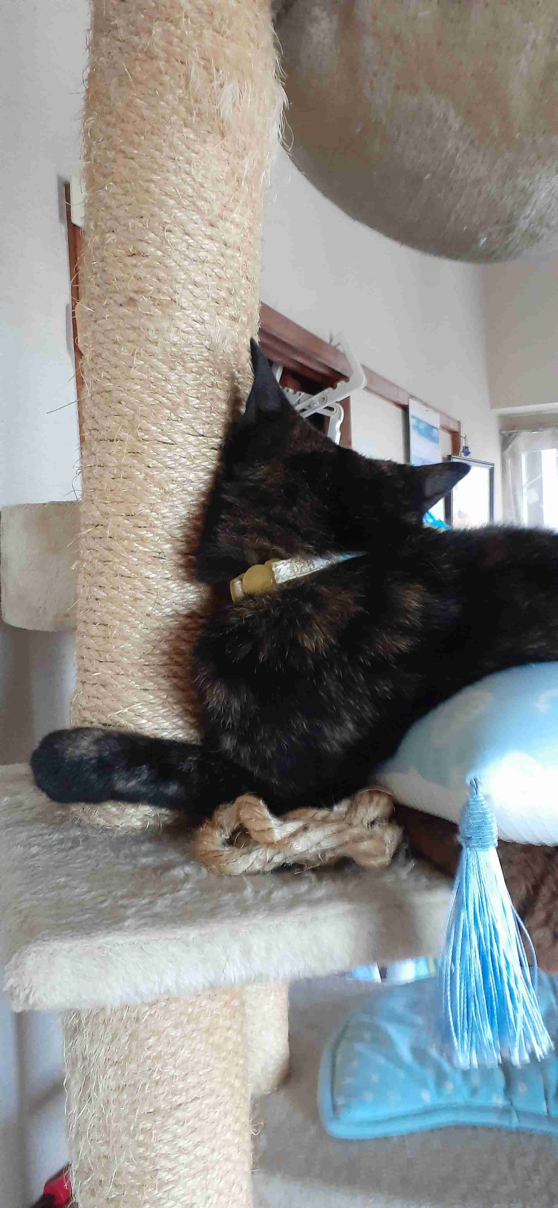 動物の後頭部トピ パート2