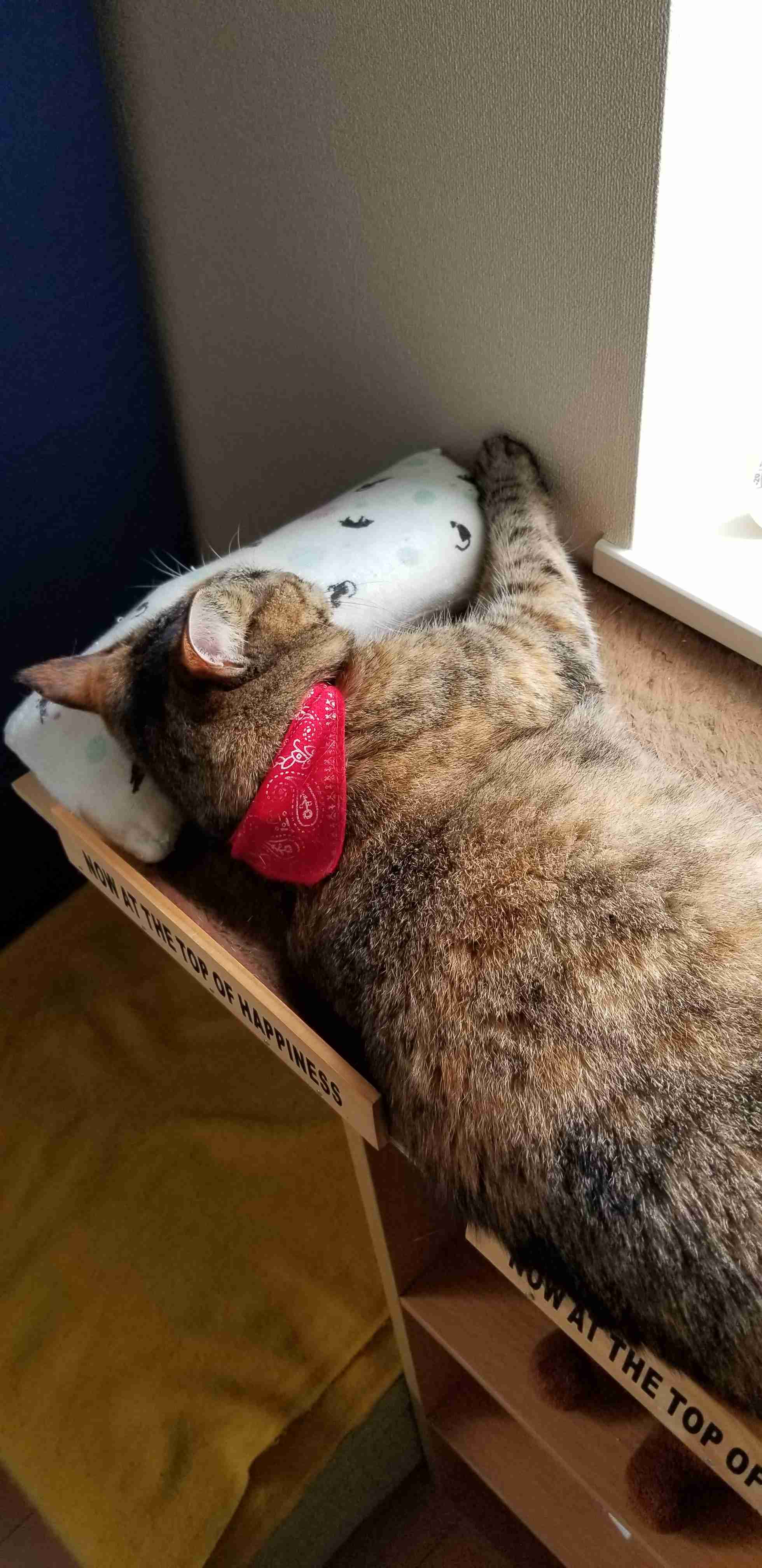 動物の後頭部トピ パート2