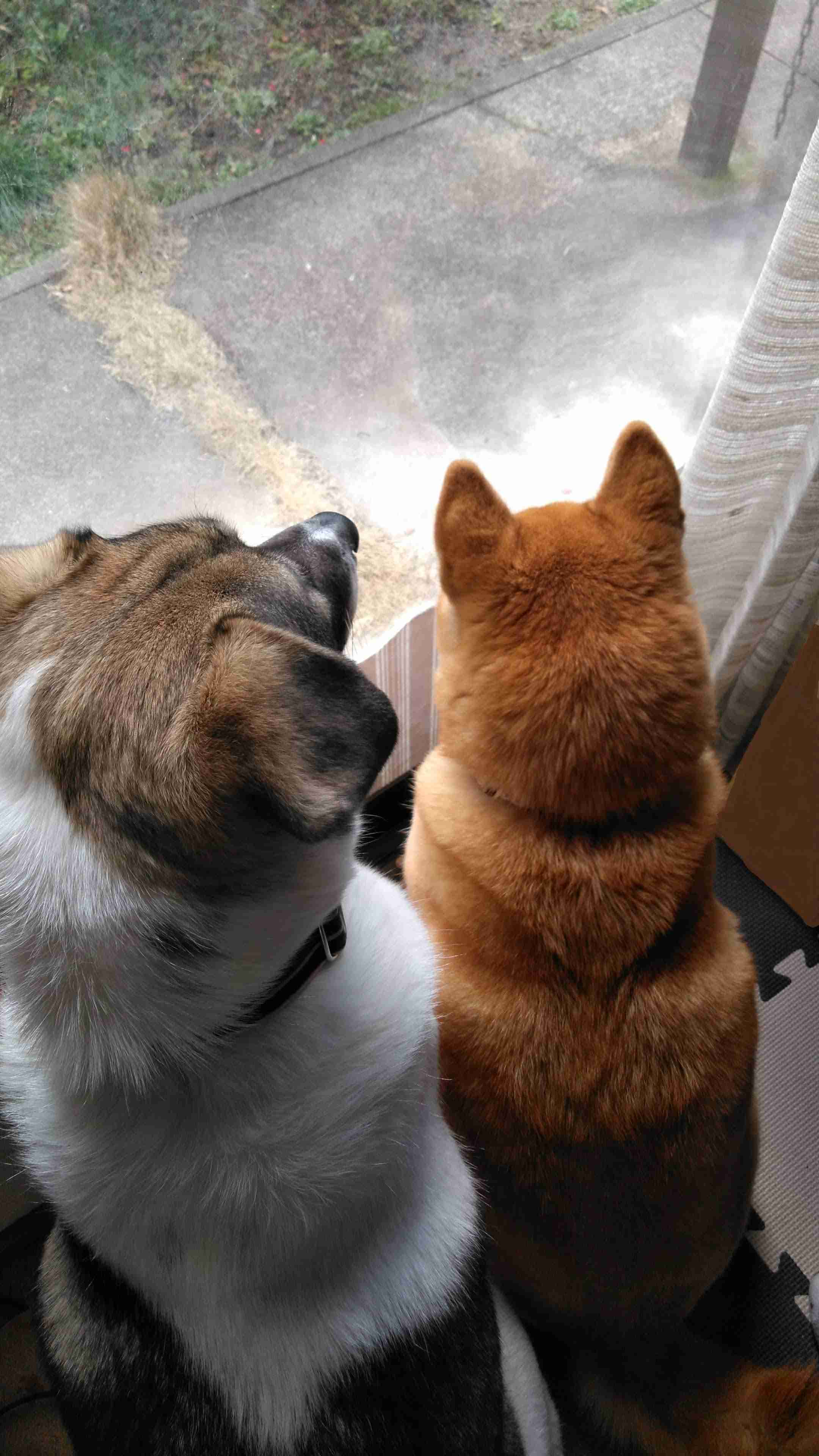 動物の後頭部トピ パート2