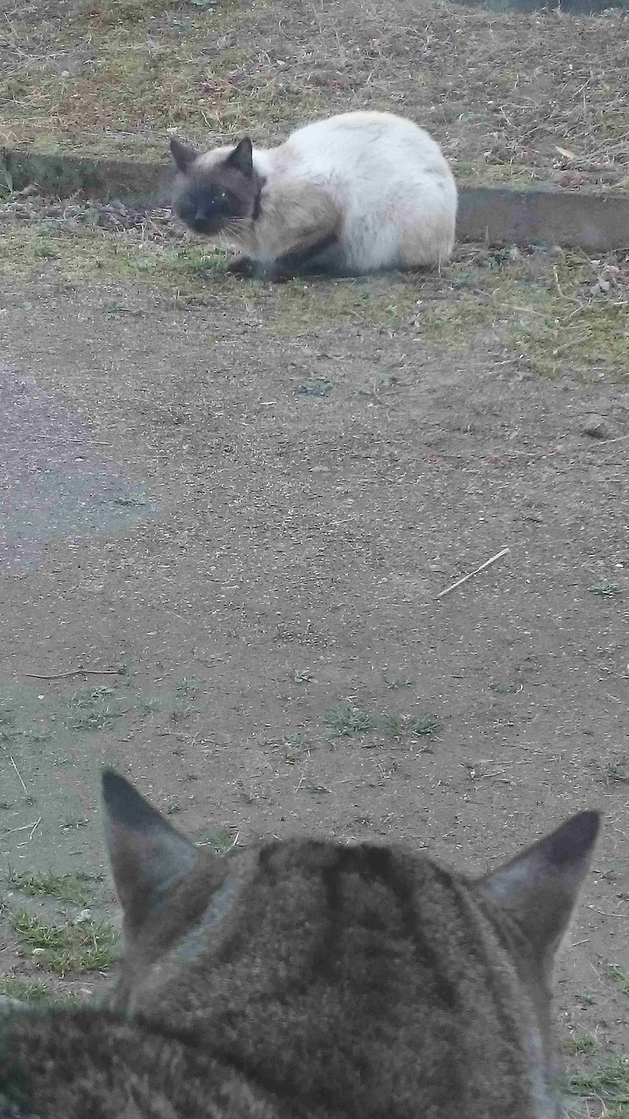 動物の後頭部トピ パート2