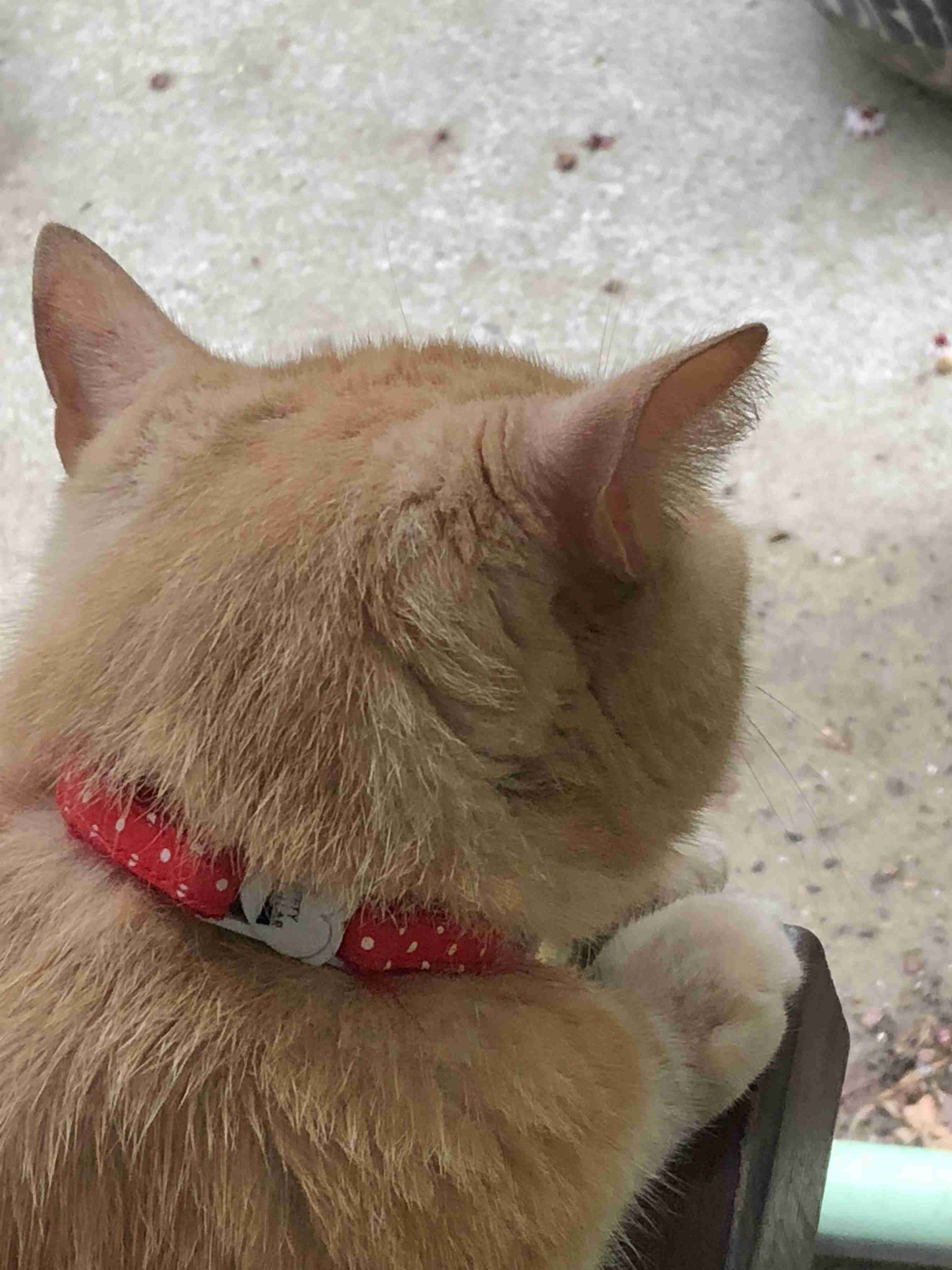 動物の後頭部トピ パート2