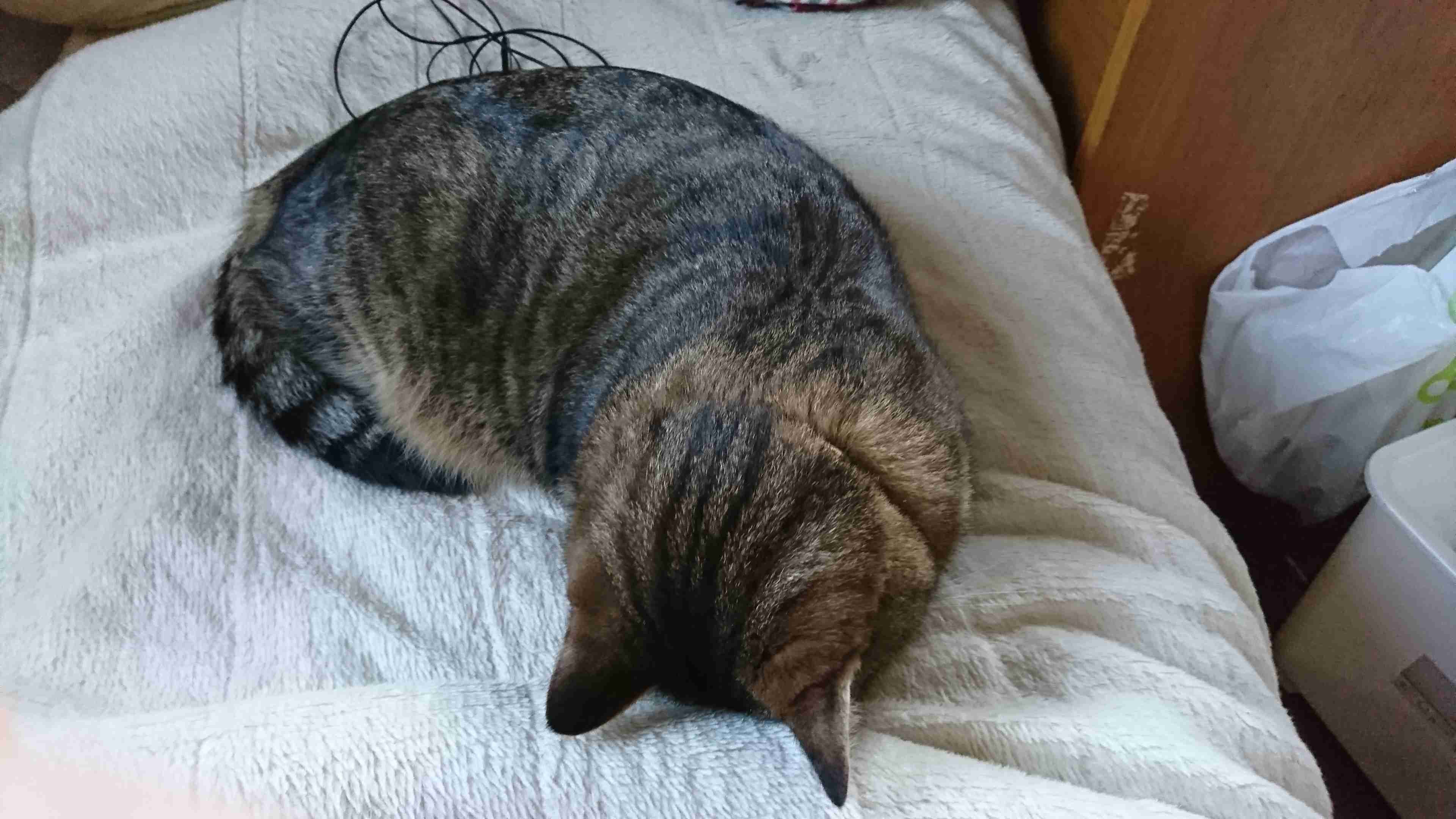 動物の後頭部トピ パート2