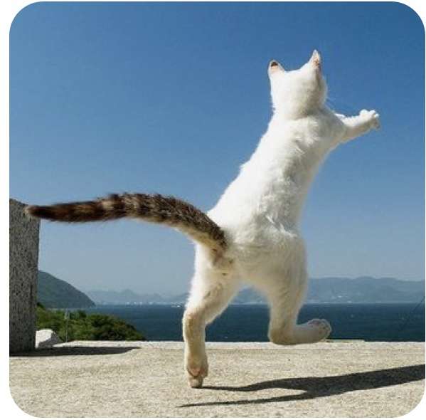動物の後頭部トピ パート2