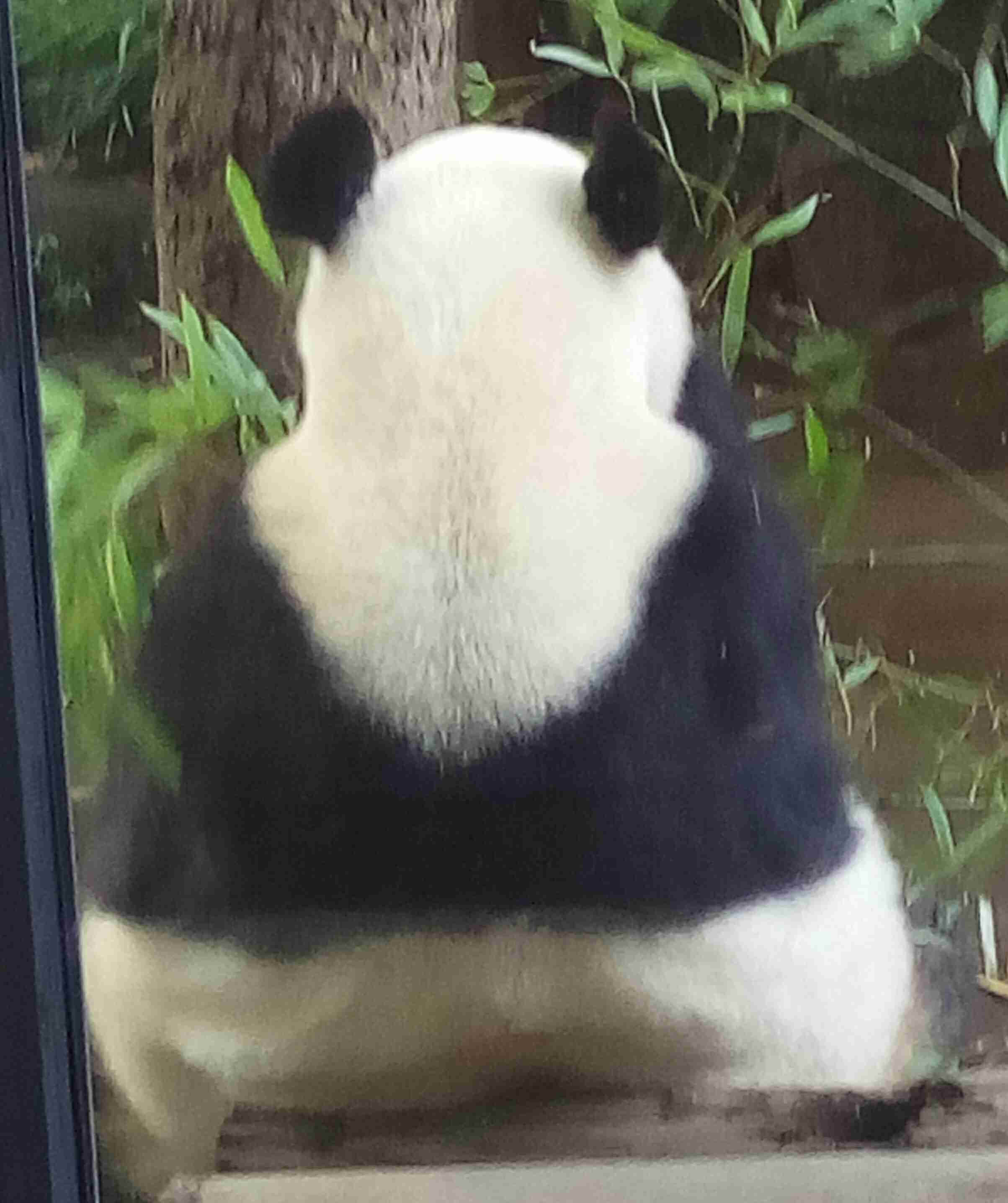 動物の後頭部トピ パート2
