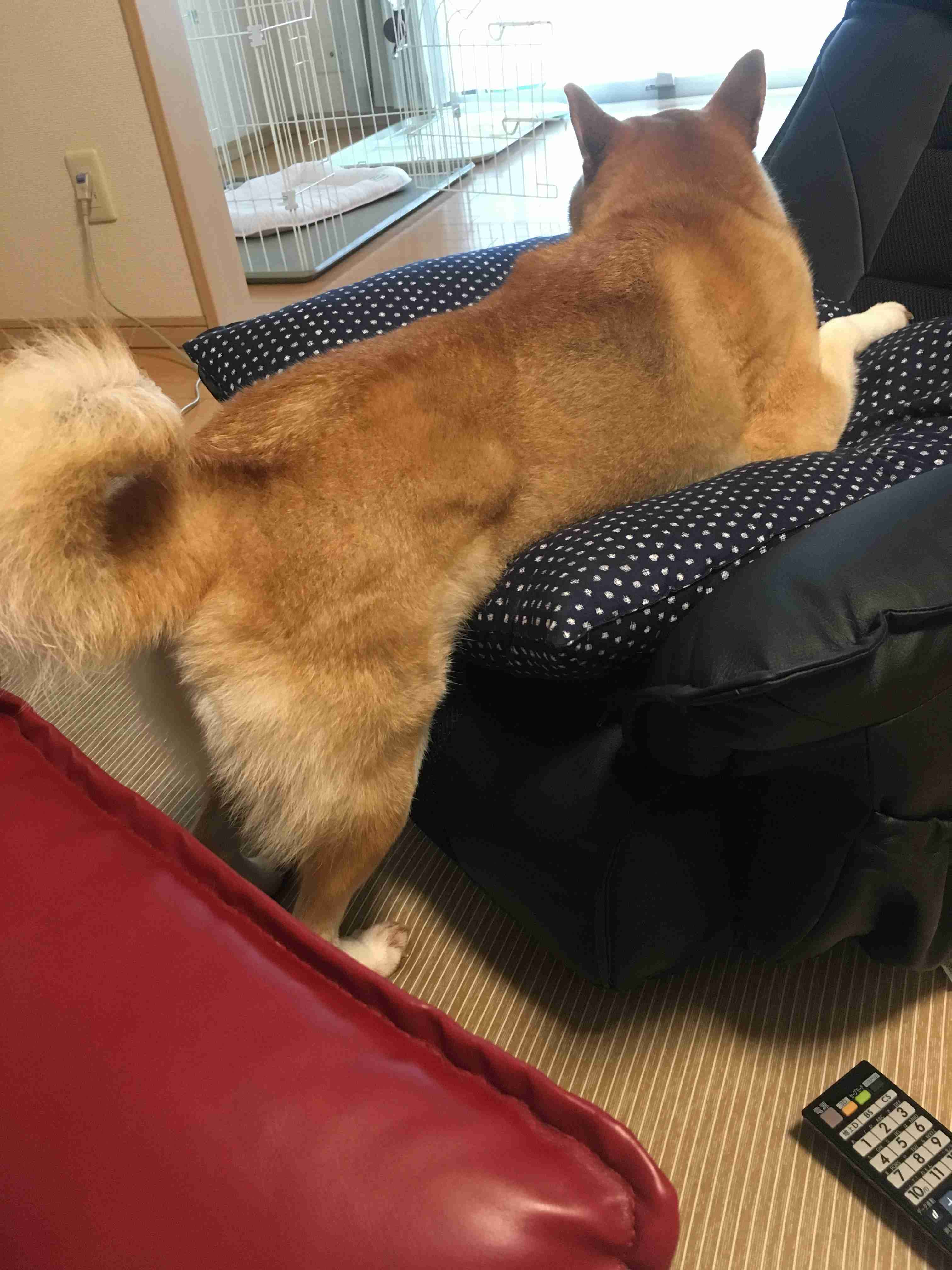動物の後頭部トピ パート2