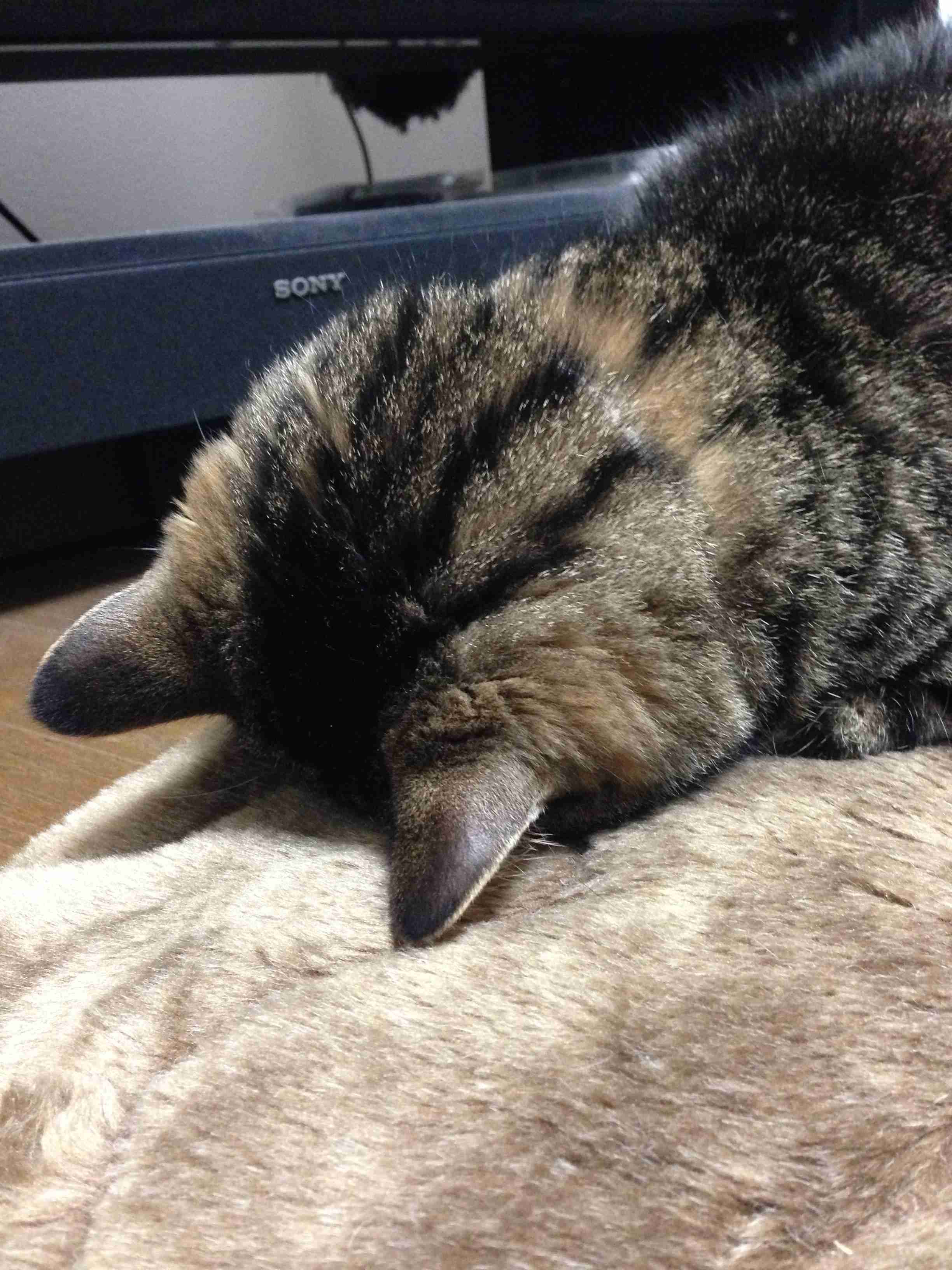 動物の後頭部トピ パート2
