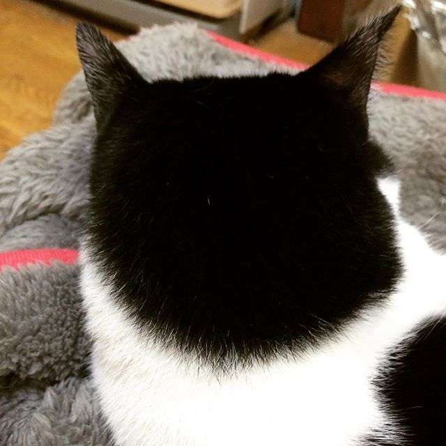 動物の後頭部トピ パート2