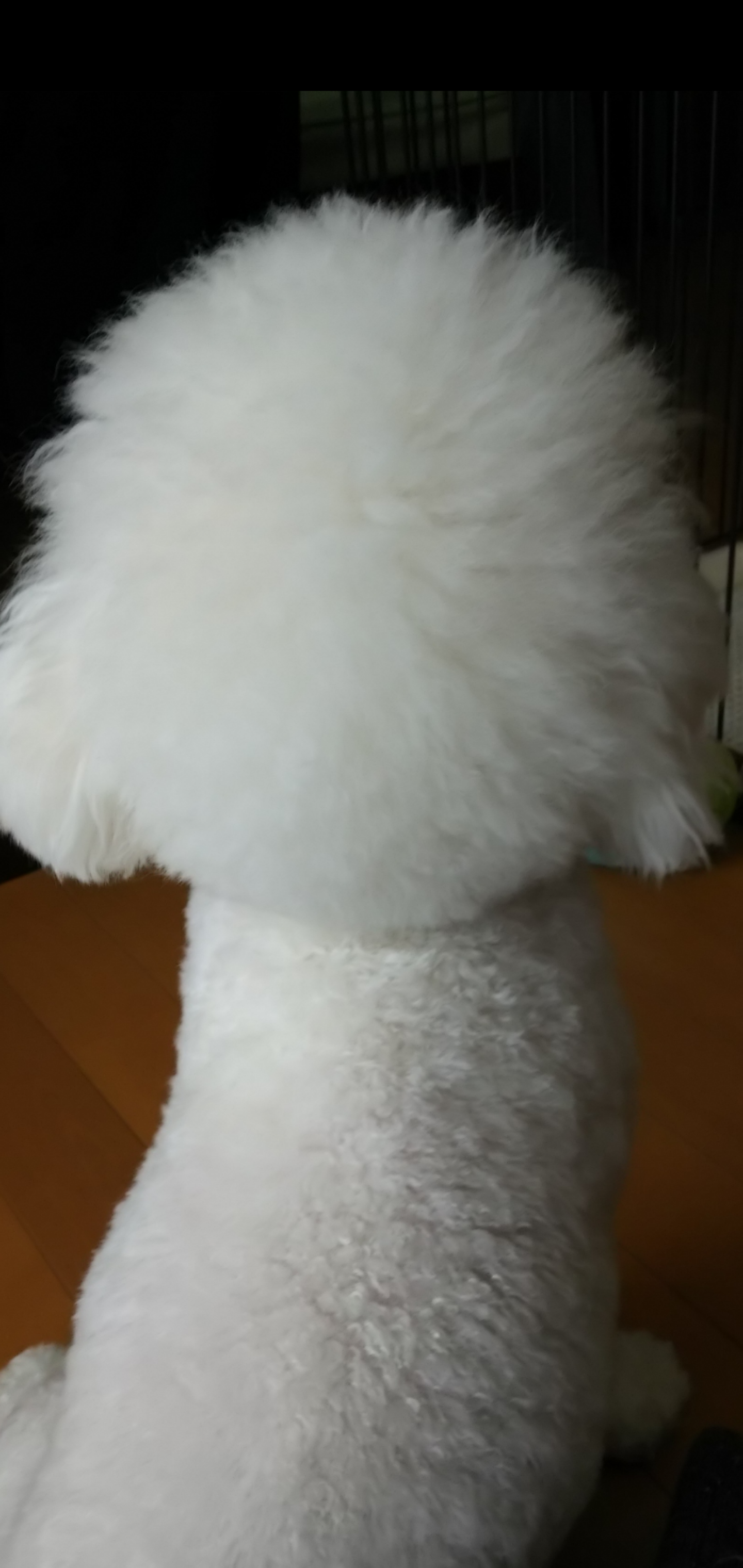 動物の後頭部トピ パート2